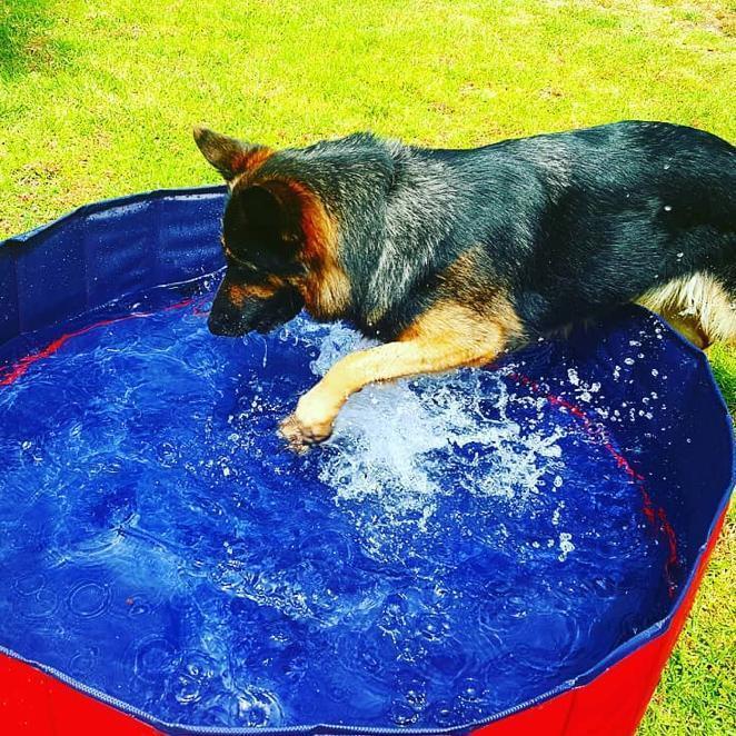Portable Foldable Dog Paddling Pool