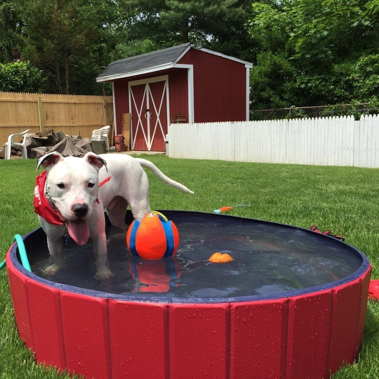 Portable Foldable Dog Paddling Pool